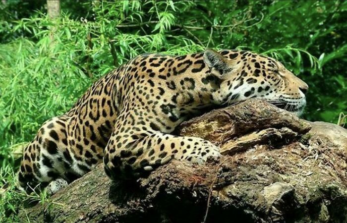 En Sudamérica, los jaguares buscan las raíces de la planta Ayahuasca y las roen hasta que empiezan a alucinar. Les encanta drogarse, es algo muy conocido y que puede ser observado en los bosques sudamericanos