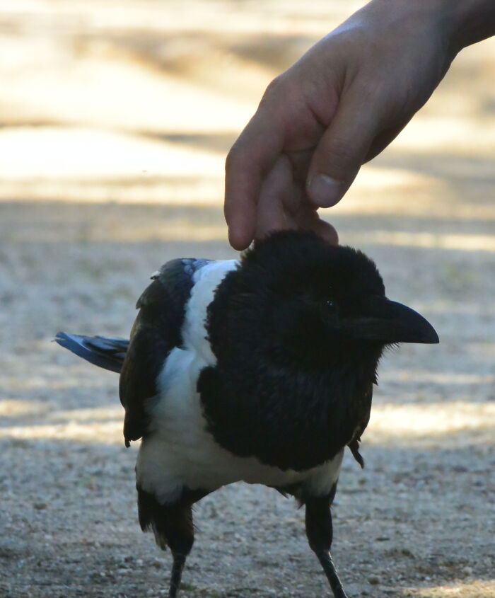 She Always Loves A Scratch On The Head, Playing Fetch And Tug Of War. For Real. Pied Crow