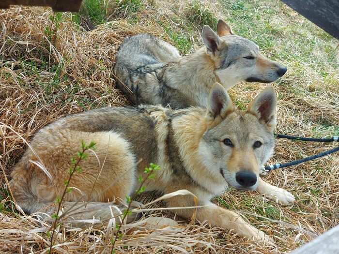 My Two Czechoslovakian Wolfdogs Having A Break During A Hike