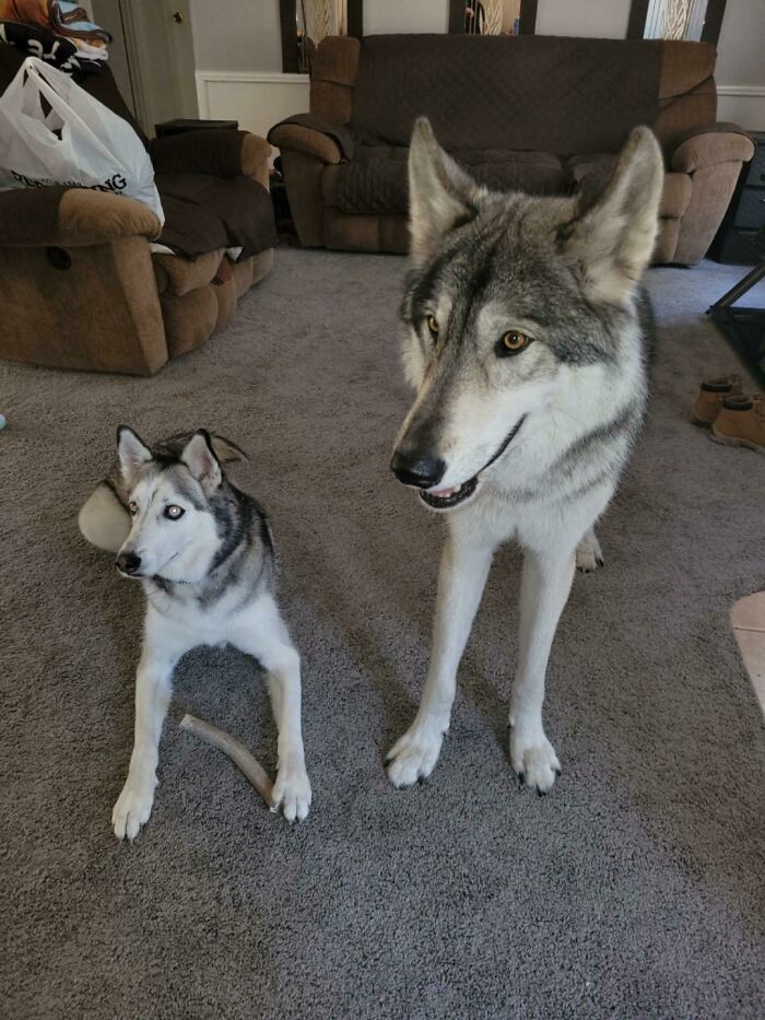 Belmont Next To My Friend's 60lb Siberian Husky. What A Difference