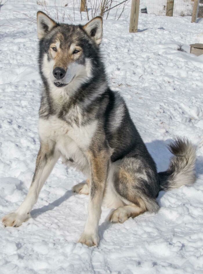 Here’s A Good Example Of How Wolfy A Dog Can Look Even If It’s Got No Content (He’s A Sled Dog At A Kennel Near Me And Is Also An Approved Tamaskan Outcross)