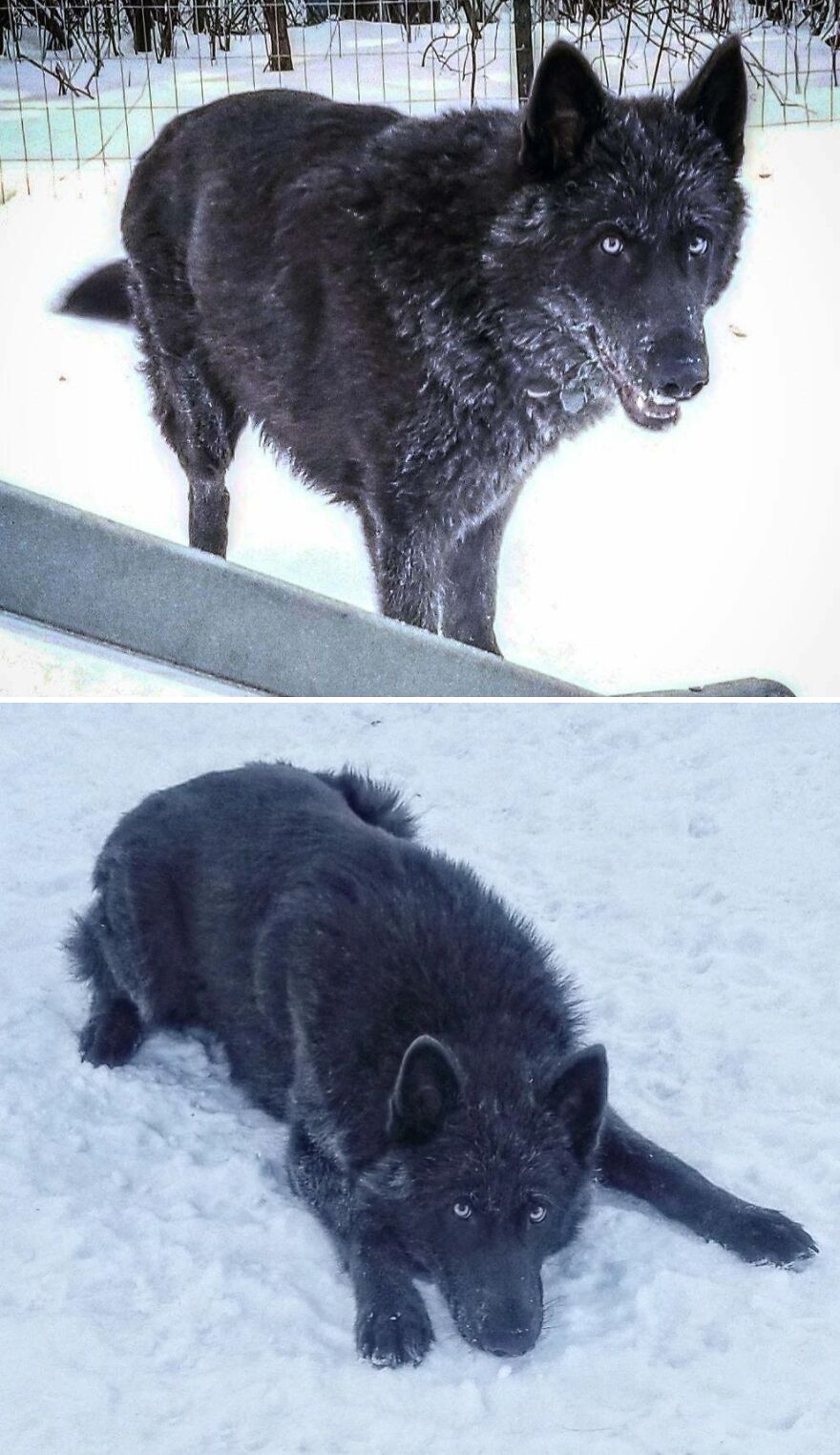 I Took These Photos Of Ruka (Low Content) When We Had Snow. It Was A Pretty Cold Day But She Refused To Come Inside Lol
