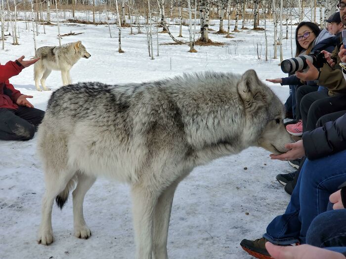 Esta chica grande estaba aceptando golosinas con la mano. Perro lobo de concentración al 80%. De Yamnuska Wolfdog Sanctuary, Alberta, CANADÁ