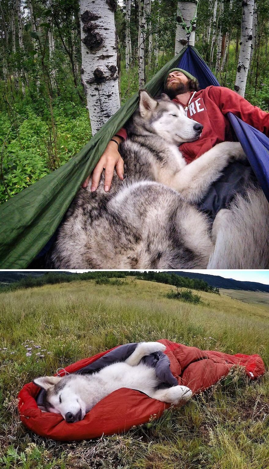 Loki el perro lobo - Rompiendo corazones desde 2012