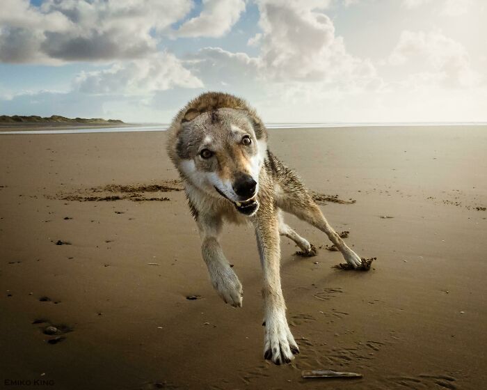 Sasha (perro lobo checo) adora correr en la playa