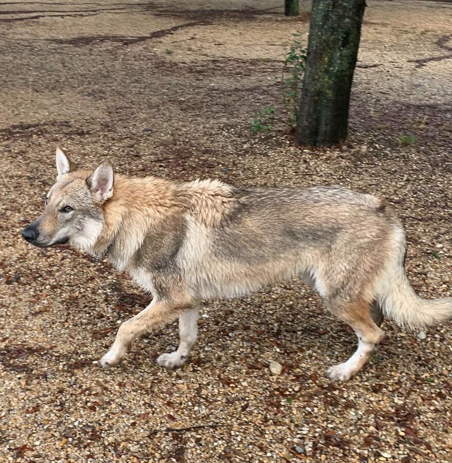 Czechoslovakian Wolfdog (Almost Made Me Jump Out Of My Skin)