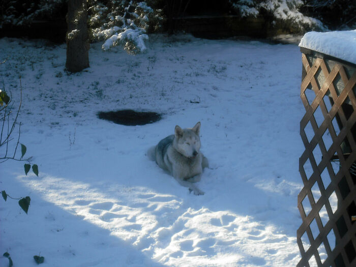 My Arctic Wolfdog In Her Natural Habitat