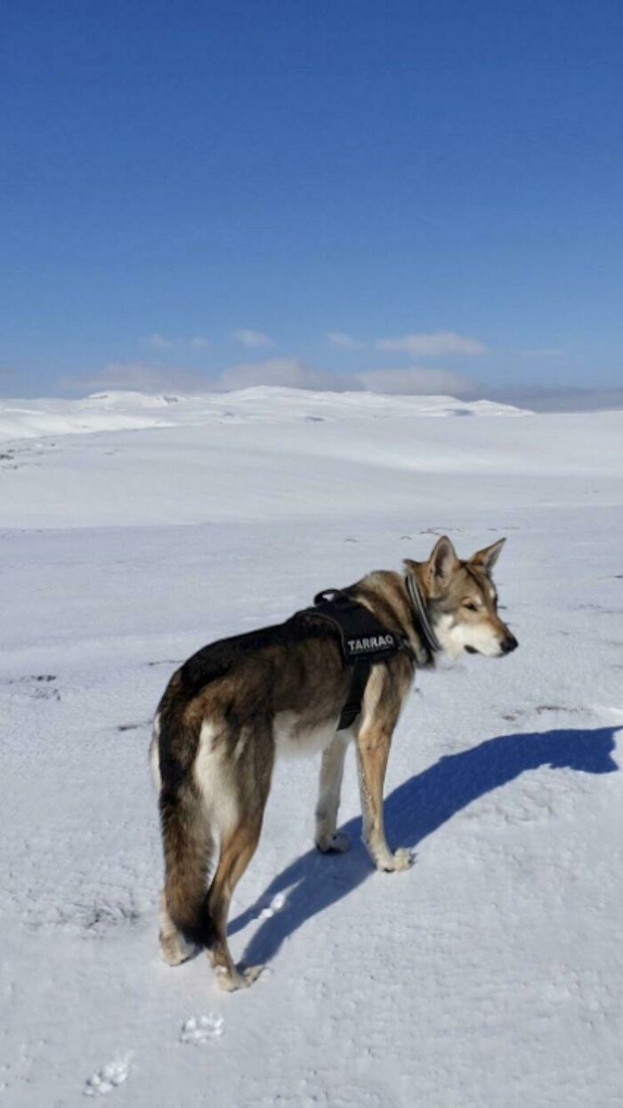 Spring Is Arriving, Alone With This Big Wolfdog And Not A Human In Sight In The Norwegian Mountains, Just How We Like It