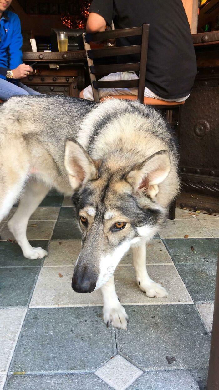 A Wolfdog I Got To Pet At A Local Restaurant!