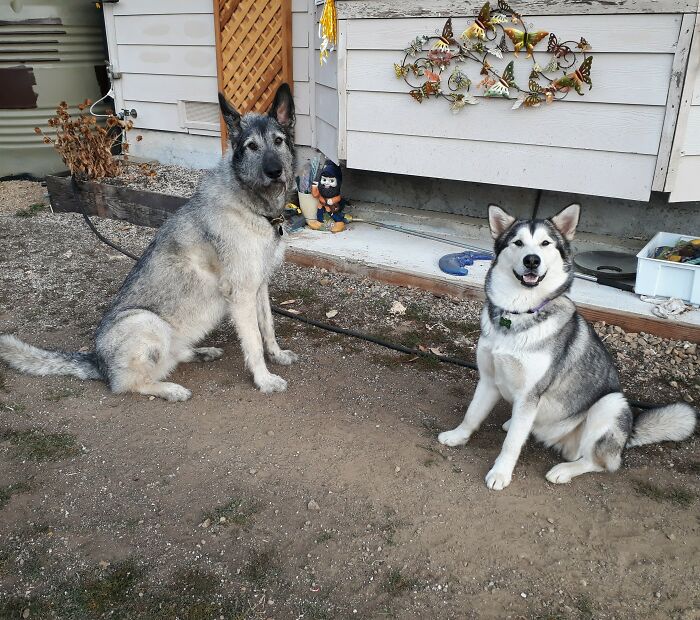 Me (Right) And My Handsome Wolf Cousin! (He's An American Alsatian)