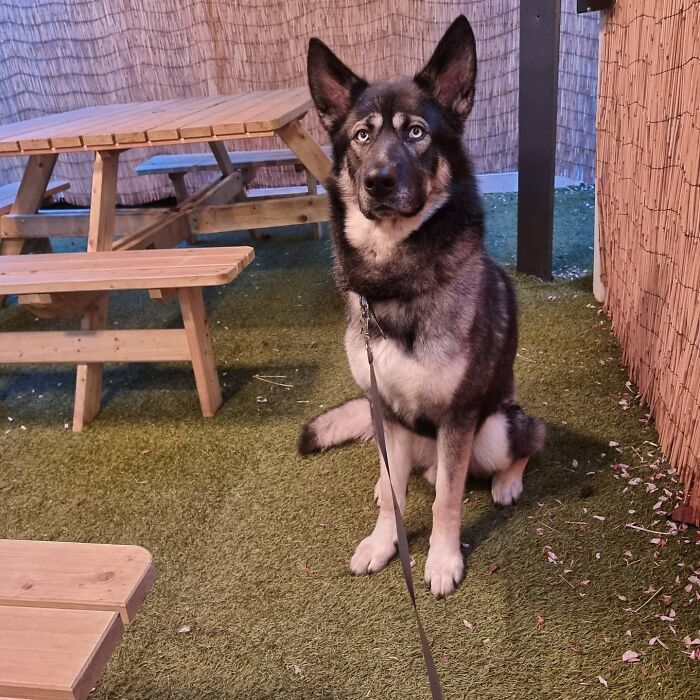 Meet Togo! My Rehomed GSD x Northern Inuit