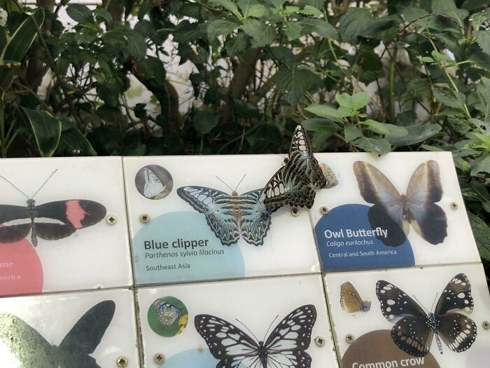 This Butterfly At The London Zoo