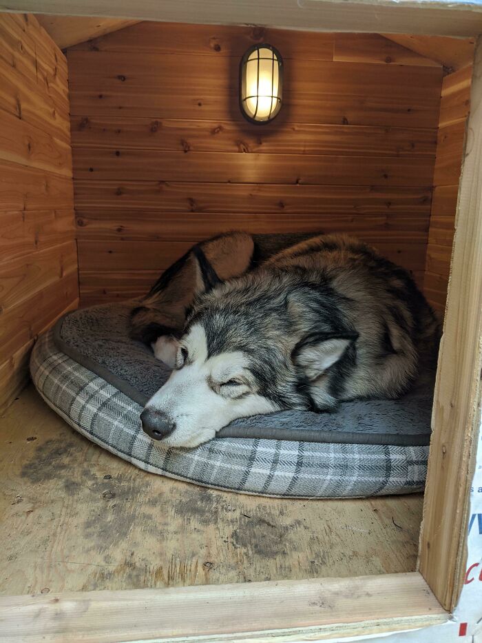 Mi cachorro de Alaskan Malamute Chinook en su casa de cedro