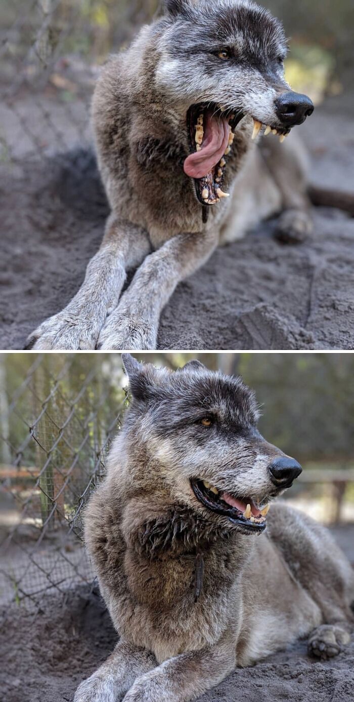 48 Wolf-Like Dogs That Are Actually Just Big Floofs | Bored Panda