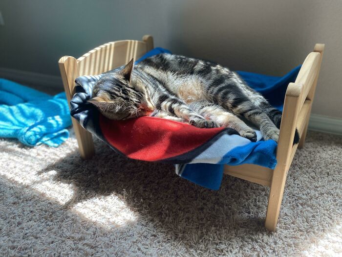 Cutest Curbfind: IKEA Doll Bed For My Cat. I Think He Approves