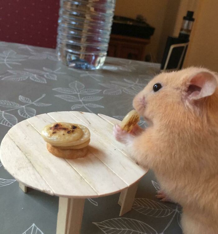 I Made Tiny Pancakes And A Tiny Table For My Little Buddy