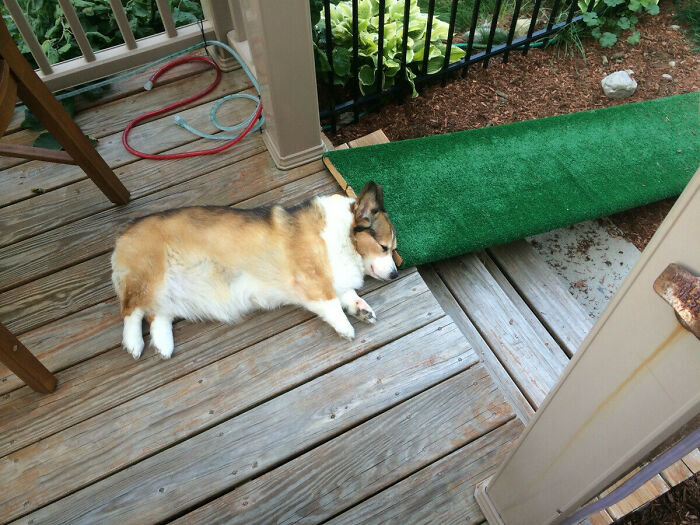 The Arthritis My Corgi Suffers From Makes It Hard For Her To Use Stairs, So We Made Her A Ramp. She Loves It