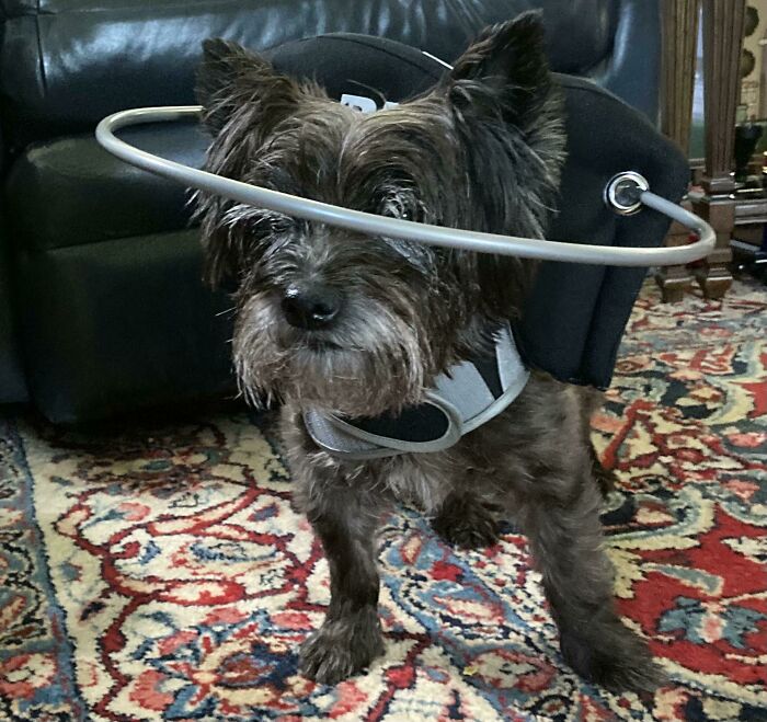 An Inventor Approached My Mom With A New Invention For Blind Dogs. Logan Seems To Like It