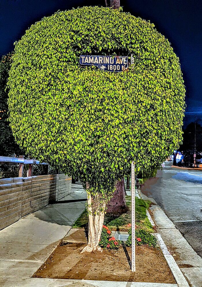 Whoever Trimmed This Tree, Thank You