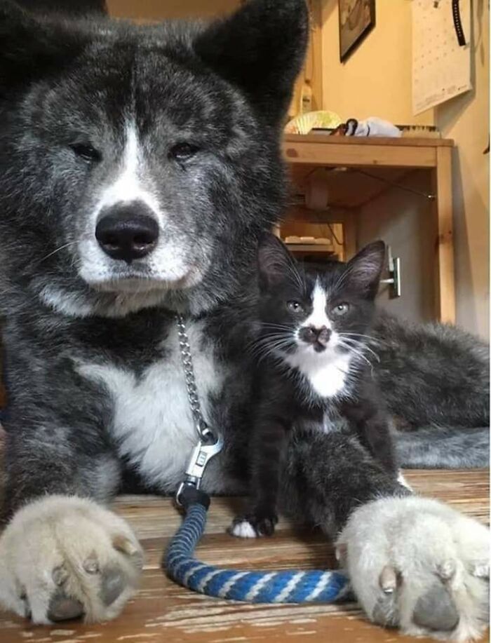 This Cat & Dog Look Exactly Alike