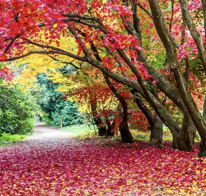 Fall Trees With The Beautiful Colors