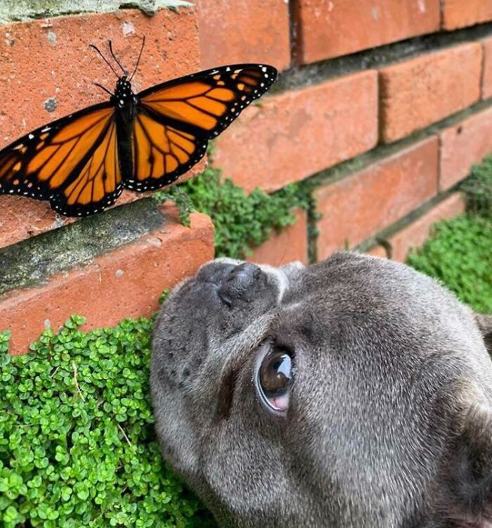 French buldog looking at butterfly curiously