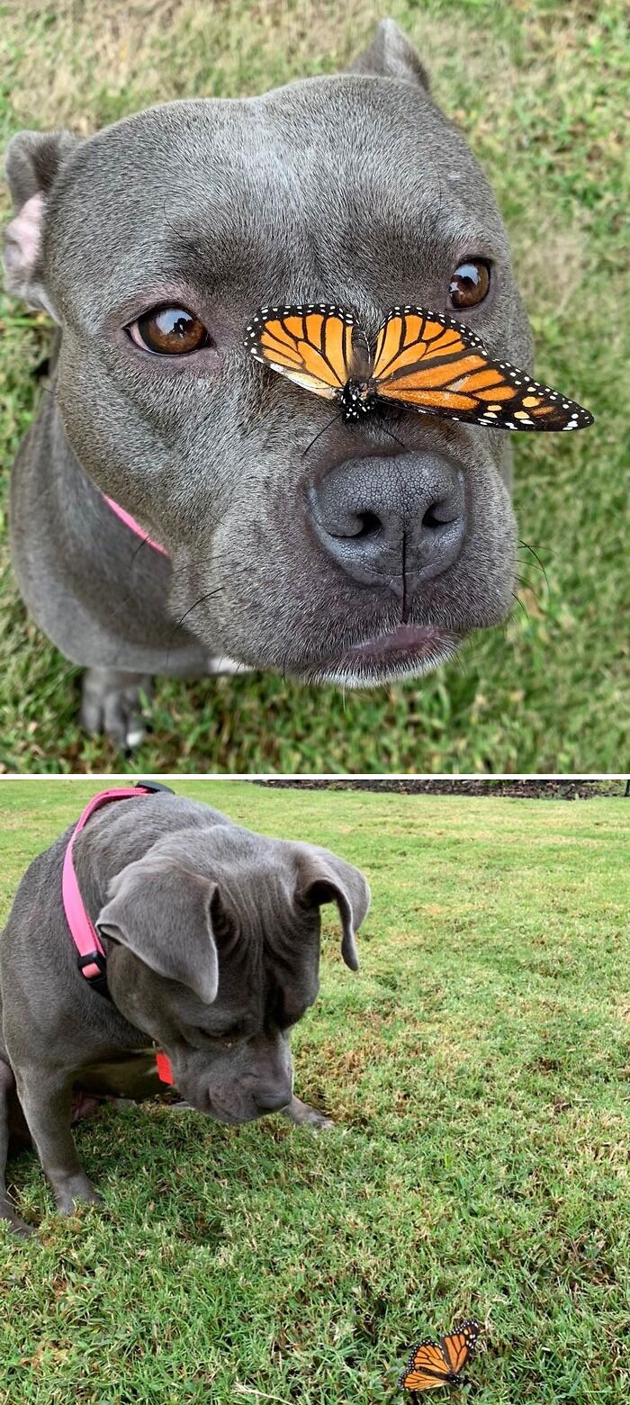 Pitbull dog playing with butterfly