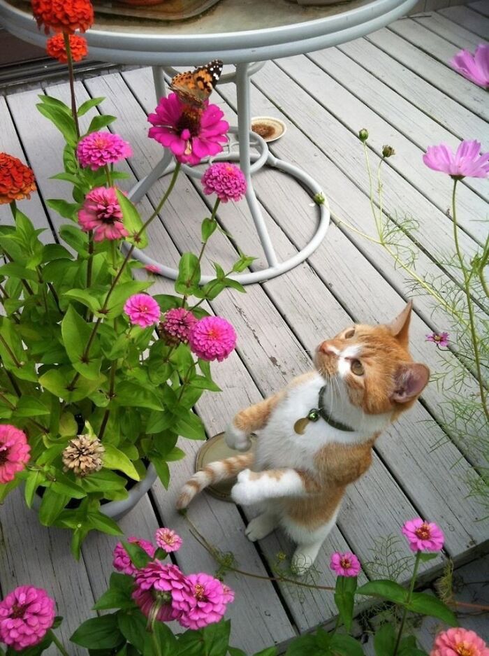 Cat trying to catch a butterfly