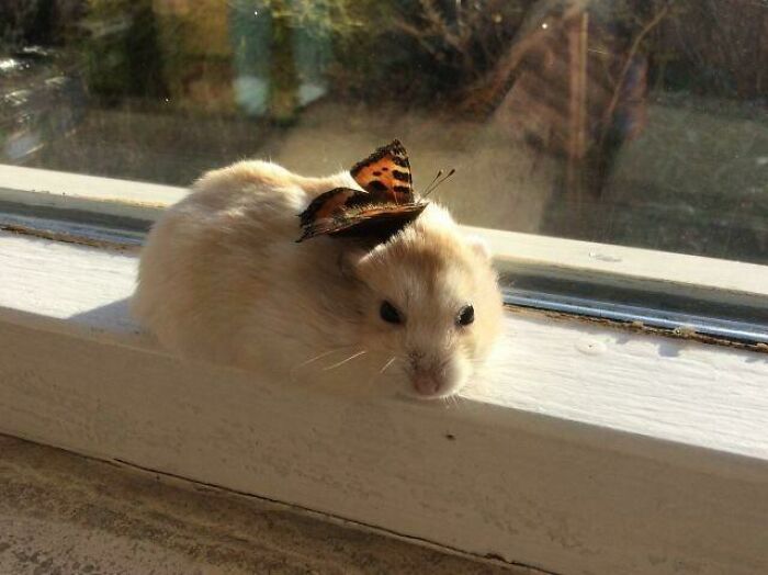 Butterfly on a hamster head