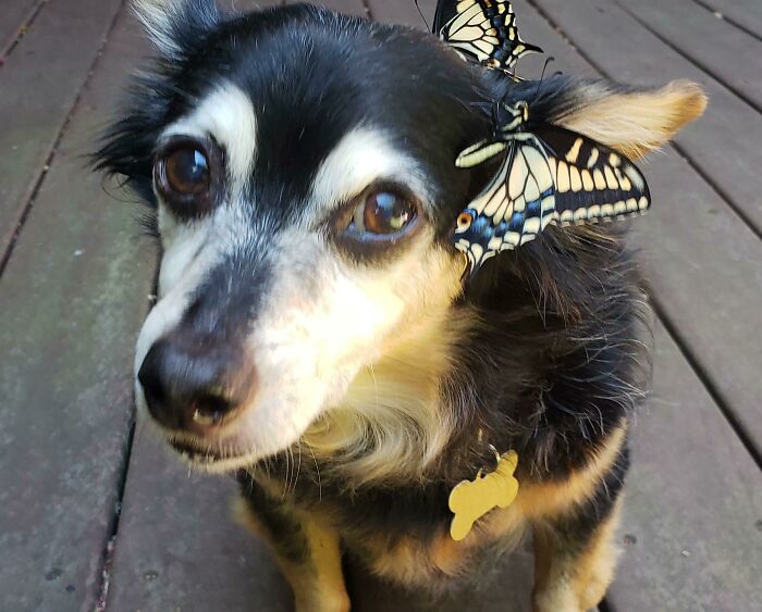 Dog with a butterflies on his ear