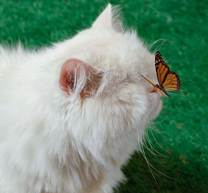 White cat with a butterfly on her face
