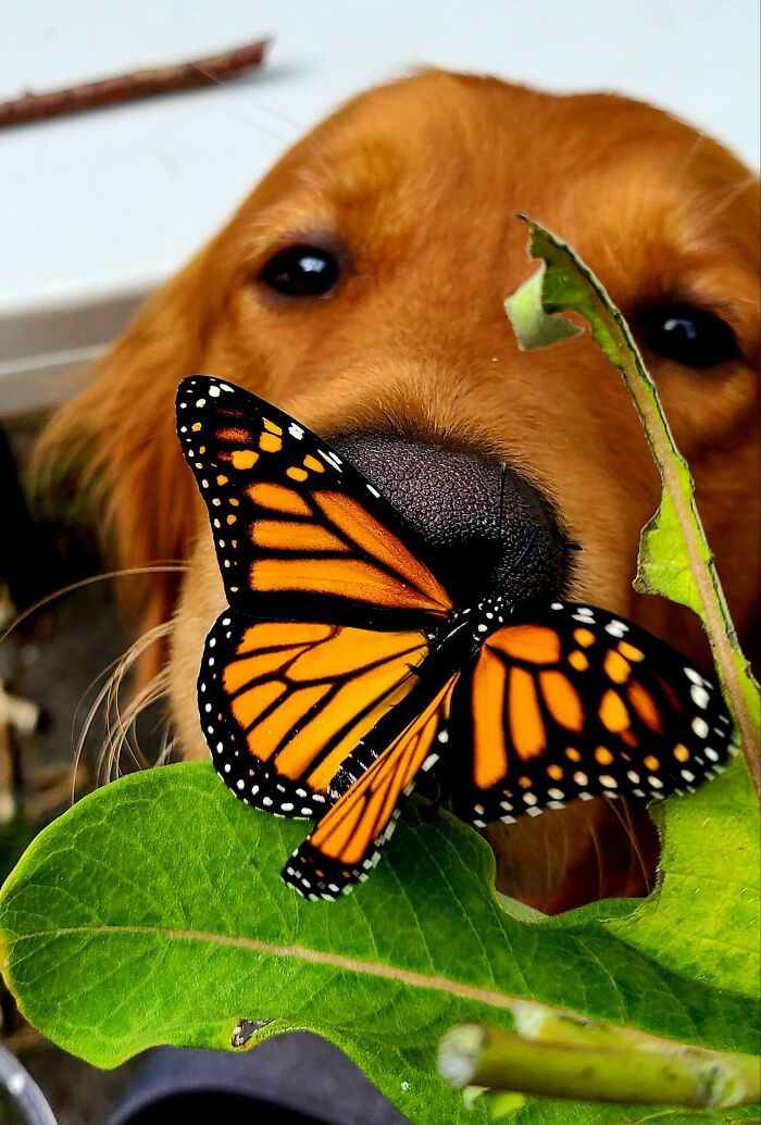 Dog trying to smell a butterfly