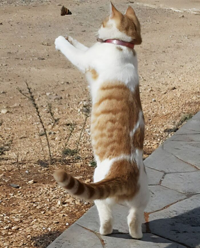 A cat catching a butterfly