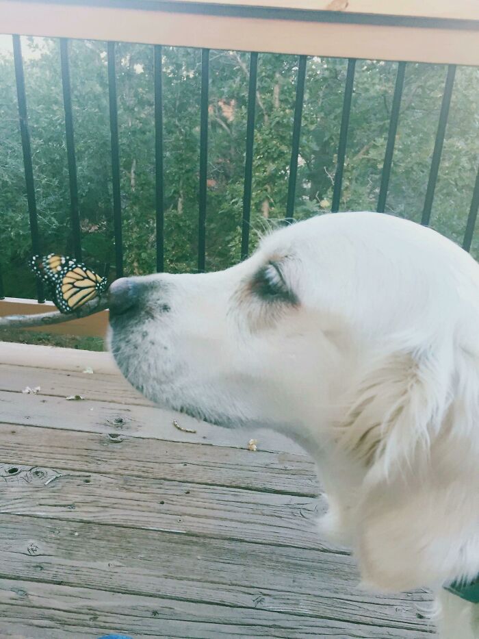 Dog with a butterfly on his nose