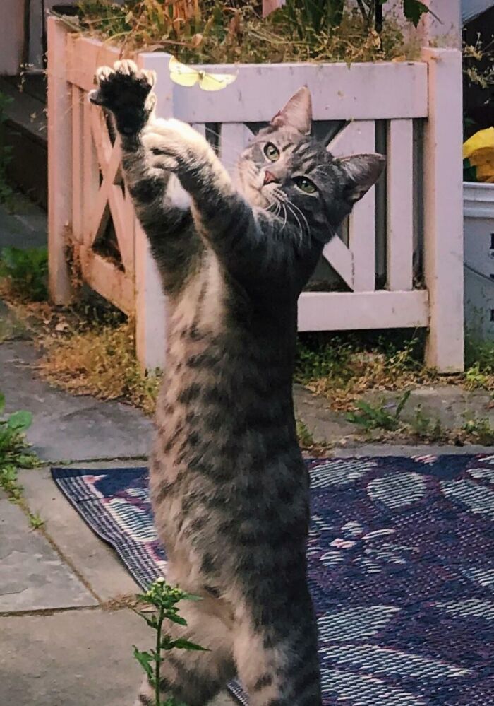 A cat trying to catch a butterfly