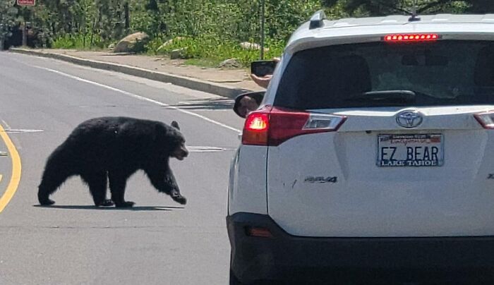 My Mom Caught This Bear In Front An Appropriate License Plate In Lake Tahoe