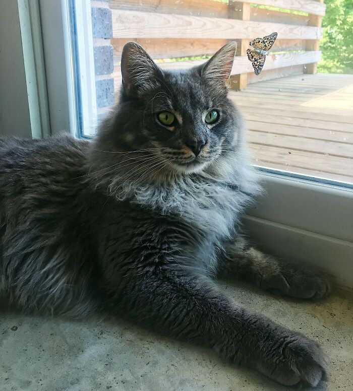 Photo of the cat and a butterfly on the window