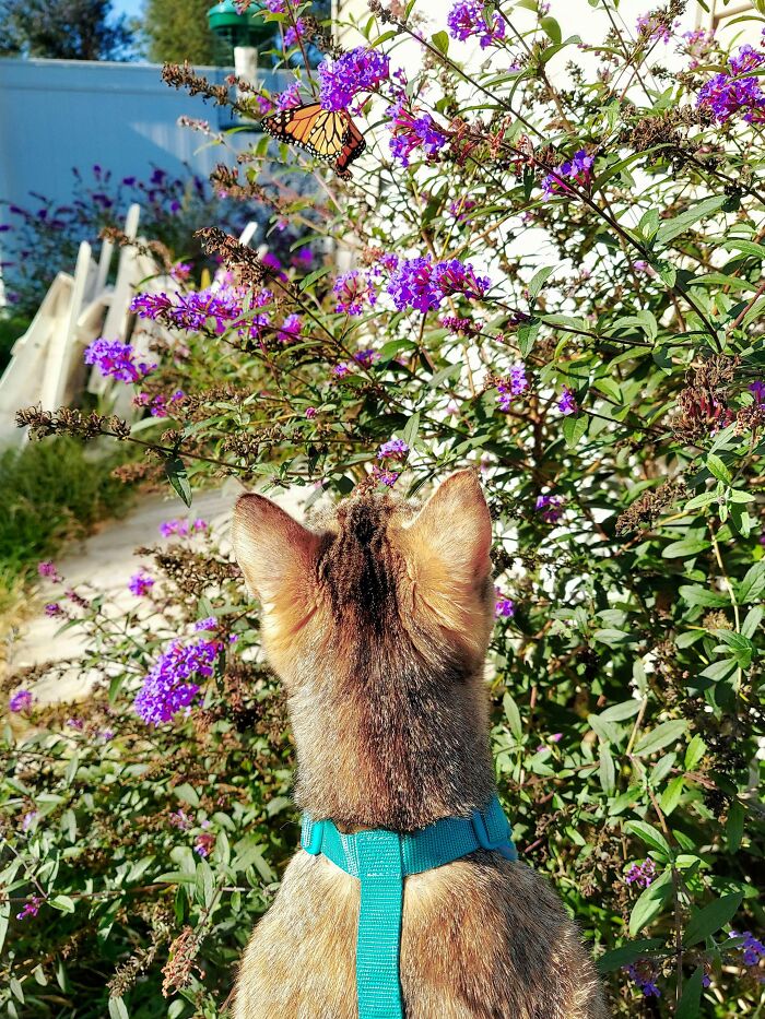Cat looking at butterfly