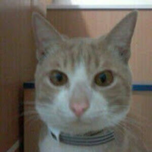 felinecasser avatar