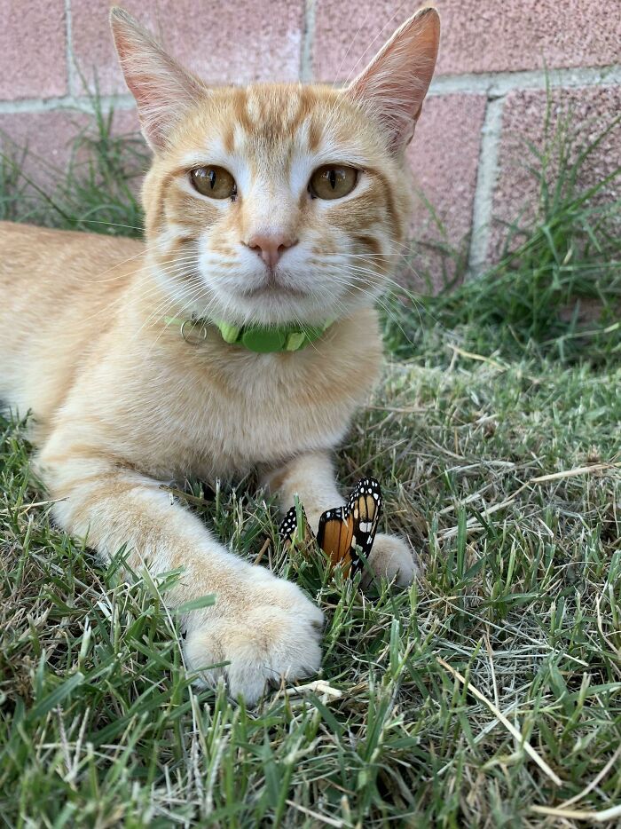 Cat with butterfly on the grass