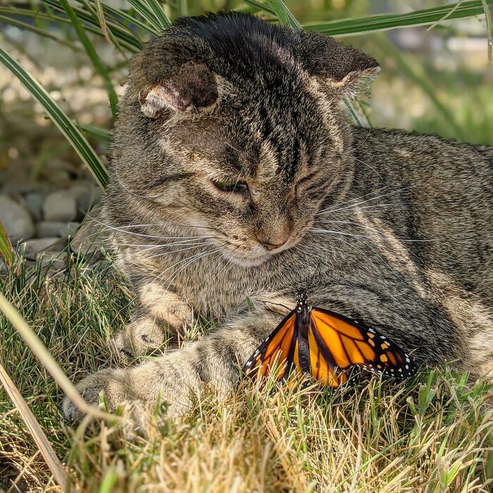 Photo of the cat and butterfly