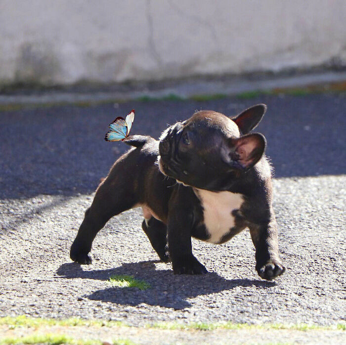 Dog with a butterfly on his tail