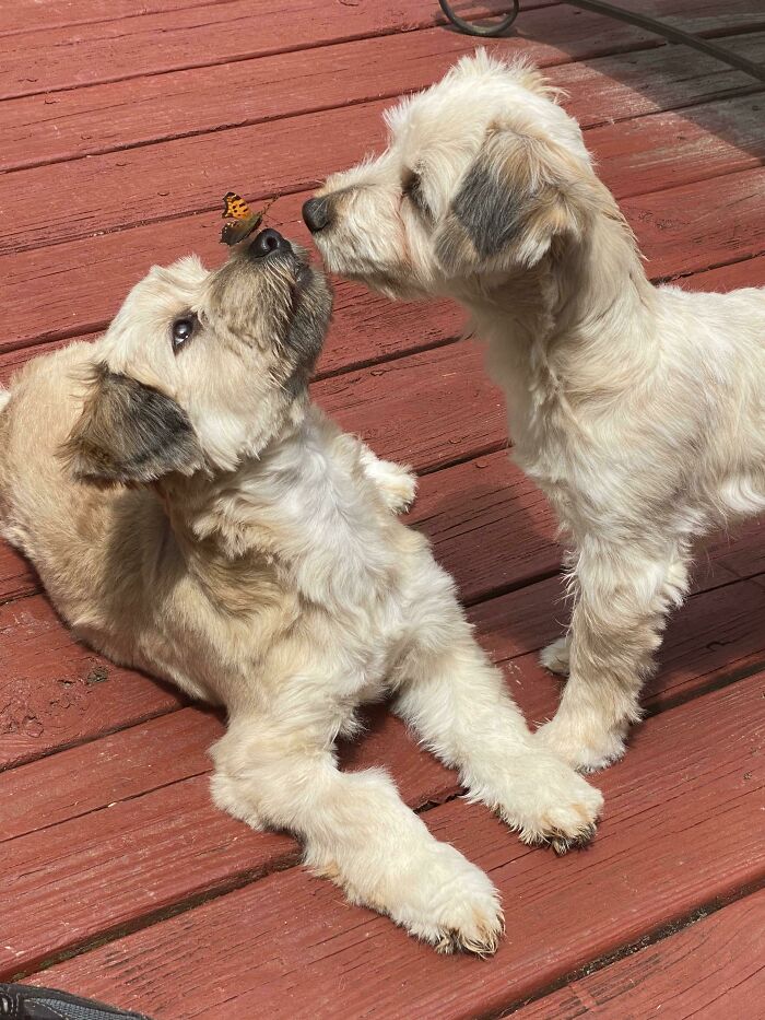 Two dogs playing with butterfly