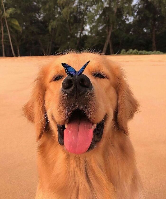 Dog with butterfly on his nose