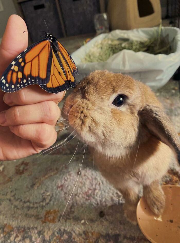 Bun looking at a butterfly