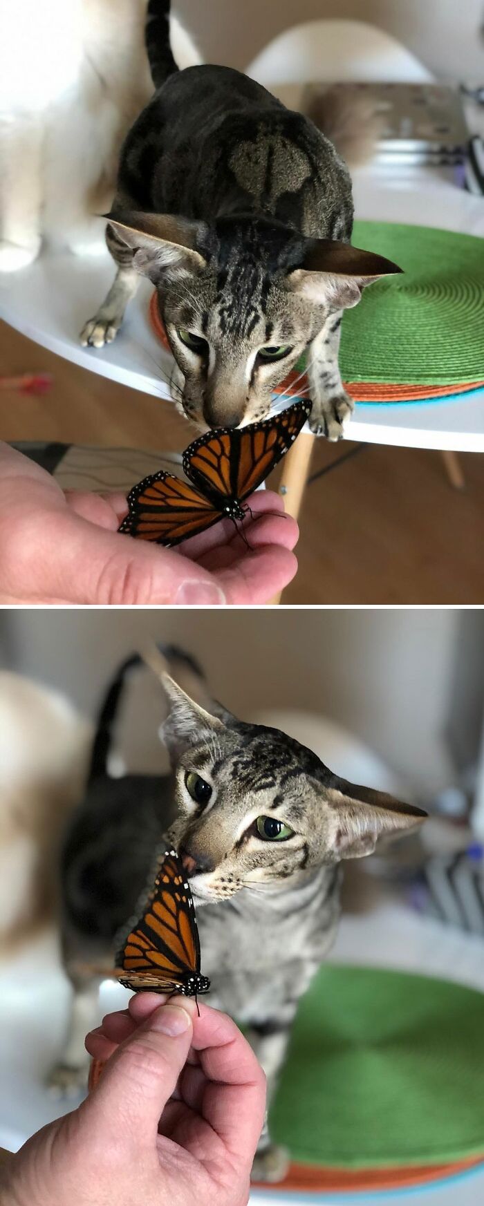 Cat smelling a butterfly