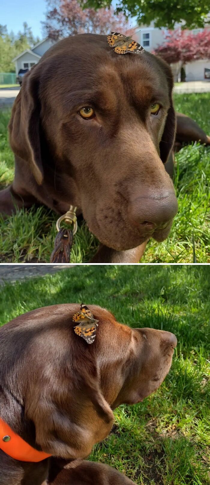Dog with a butterfly on his head