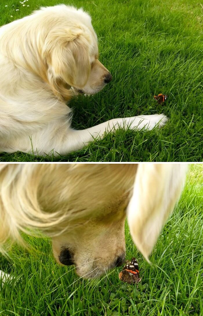 Dog sniffing a butterfly
