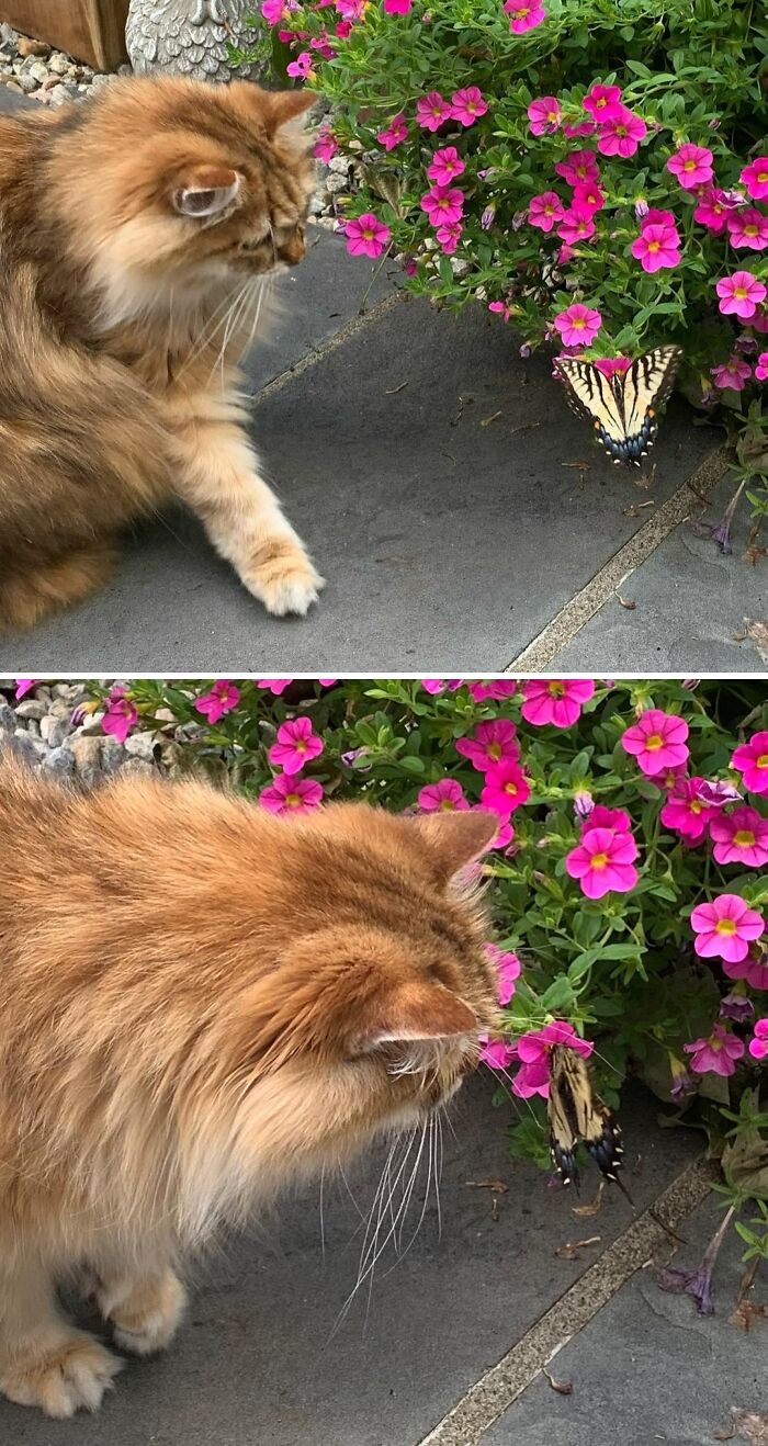 Cat trying to catch a butterfly