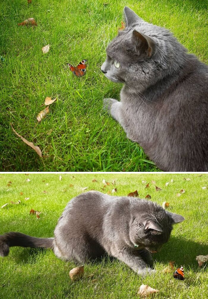 Cat playing with a butterfly on the grass